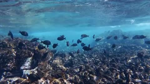 Underwater shot of small dark fish swimming near a rocky coral reef.