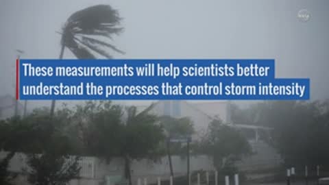 Palm trees bending under strong winds during a storm