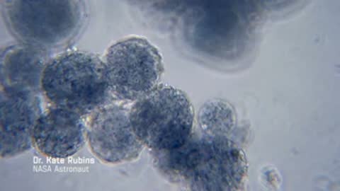 Microscopic view of cellular structures or organoids