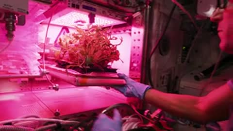 An astronaut sliding a tray of plants under pink lights