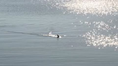 Medium shot of a dolphin or marine animal surfacing in sunlit water with ripples.
