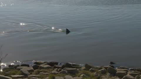Medium shot of a dolphin fin surfacing and moving through the water near the shore.