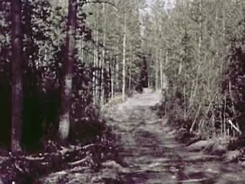 A dirt road running through a dense forest of trees.