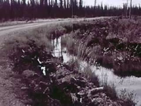 A small stream flows alongside a rural road through a heavily wooded area.