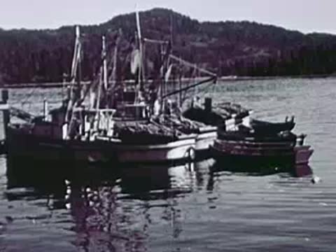 Fishing boats anchored peacefully in a calm body of water with hills behind