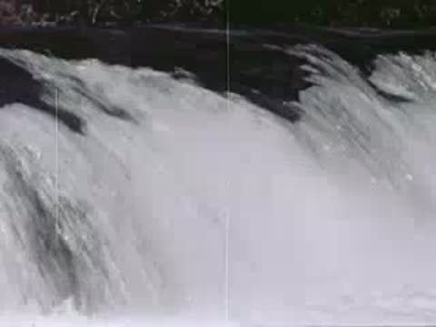 Salmon leaping up a rushing waterfall in a river current