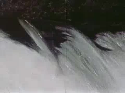 Close-up of salmon fish struggling and leaping upward against a rushing waterfall