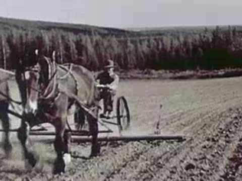 Two horses pulling a harrow across a field, agricultural machinery, 1940s