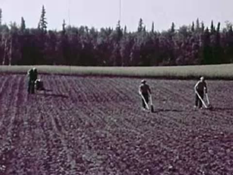 Four farmworkers hoeing a large agricultural field, rural labor, 1940s