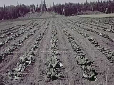 Rows of growing crops in a large cultivated field, agriculture, 1940s