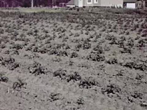 A low angle view of a crop field with distant buildings, agriculture, 1940s