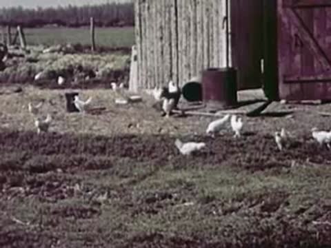 Chickens pecking at the ground in a farmyard with wooden sheds, 1940s