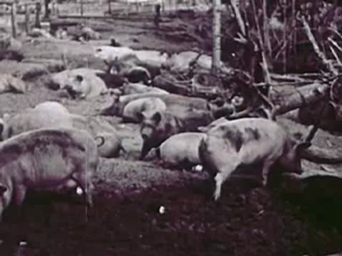 Many pigs moving around in a muddy farm enclosure, agriculture, 1940s