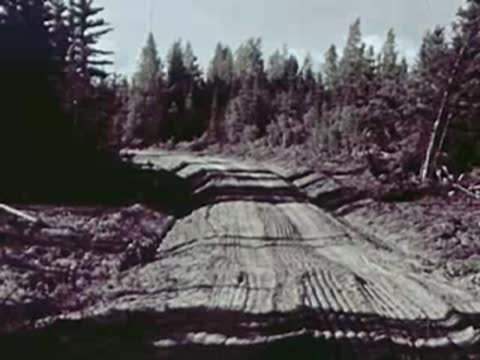Narrow dirt track winding through a dense forest of evergreen trees