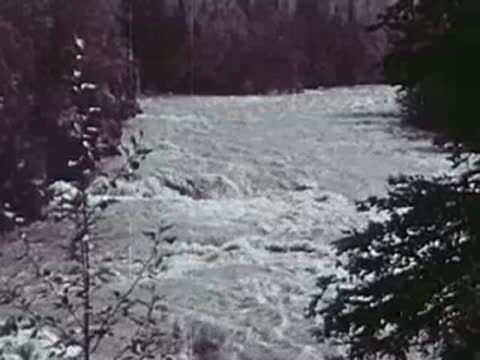 Fast-flowing river rapids with dark green trees along the banks