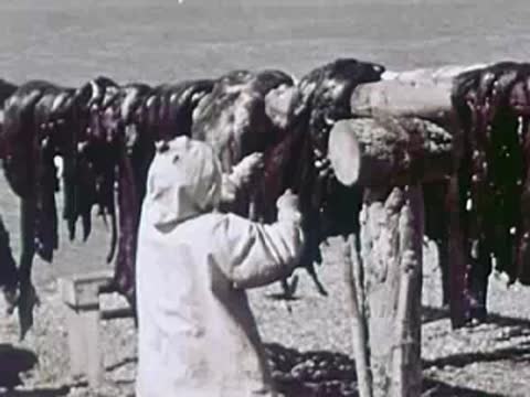 A person hanging strips of meat on a wooden drying rack, 1940s