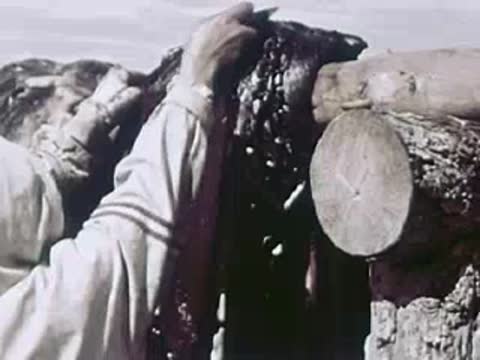 Close-up of hands hanging strips of dried meat on a wooden rack, 1940s