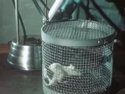 Laboratory rat inside a wire cage during a test with equipment.