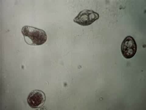 Microscopic view of cell organisms moving on glass slide.