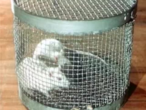 Two white mice moving inside a cylindrical wire mesh cage.