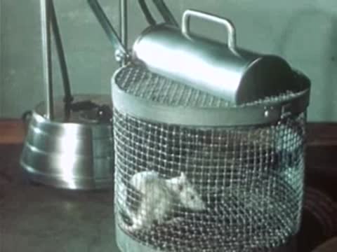 Cylindrical wire mesh cage with mice, with a metal cylinder resting on top.