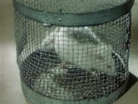 Mice moving around inside a wire mesh laboratory cage, vintage footage.