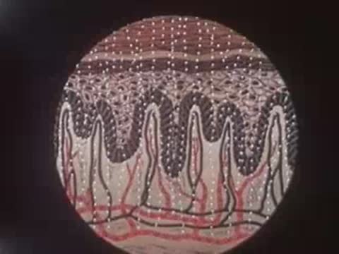 Microscopic view of human skin layers showing blood vessels and cells.