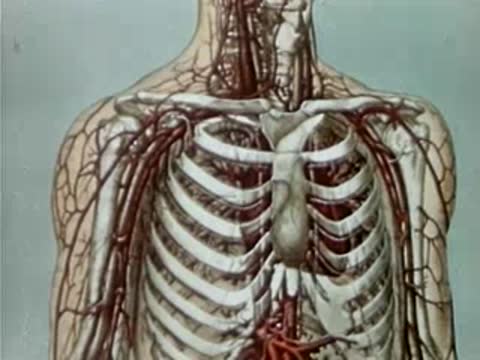 Anatomical illustration of human skeleton and circulatory system, torso.