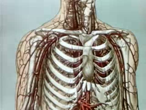 Anatomical illustration of the human ribcage, heart, and blood vessels.
