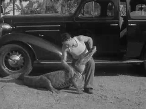 A man wrestles an alligator on dirt, kneeling beside a parked black sedan.