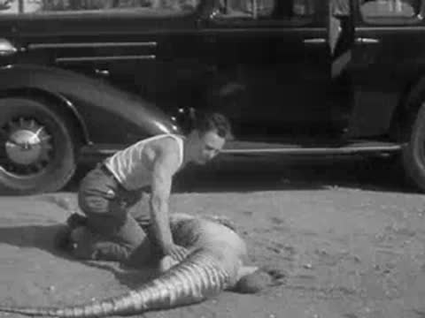 A man wrestles an alligator on dirt next to a parked black sedan.