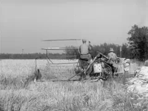 Harvesting rice field with mechanical harvester and workers