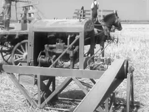 Horse-drawn rice harvester machine working in field