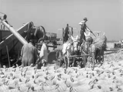 Workers and horse-drawn machinery harvesting rice in field