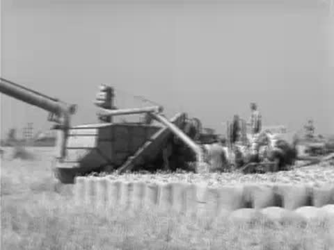 Rice harvester machine blowing chaff into large pile in field