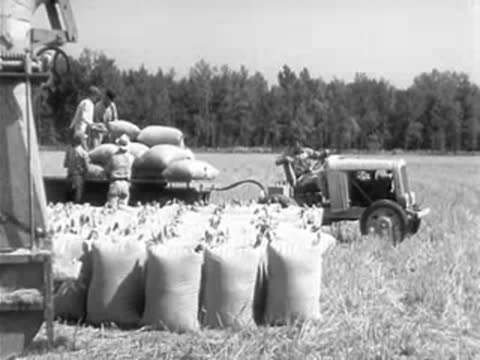 Workers loading bags of harvested rice onto tractor trailer