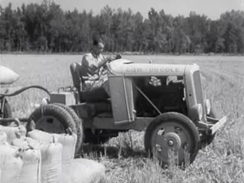 Man driving small tractor in harvested rice field