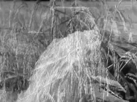 Fast-flowing water transitions into a close-up of tall grass blowing in the wind.