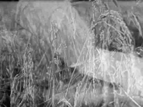 Tall grass and weeds sway vigorously in the wind outdoors.