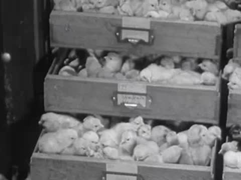 Close-up of boxes filled with baby chicks in hatchery.