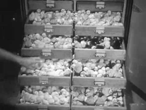 Worker sorts through boxes of baby chicks in hatchery drawers.