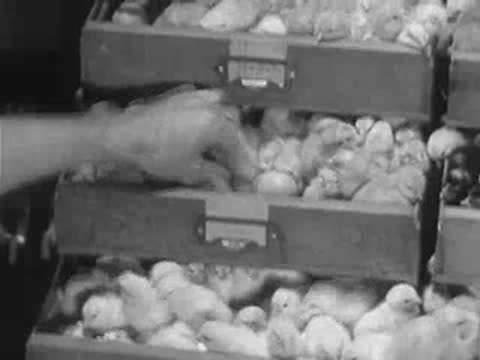 Close-up of worker's hands selecting baby chicks from hatchery drawers.