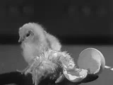 Two newborn chicks next to an eggshell on dark surface.
