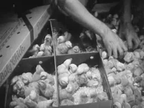 Worker packs boxes of baby chicks inside the hatchery.