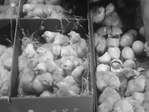Close-up of worker's hands placing chicks into partitioned box.