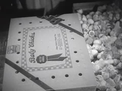 Worker closes a box labeled 'Baby Chicks' in hatchery.