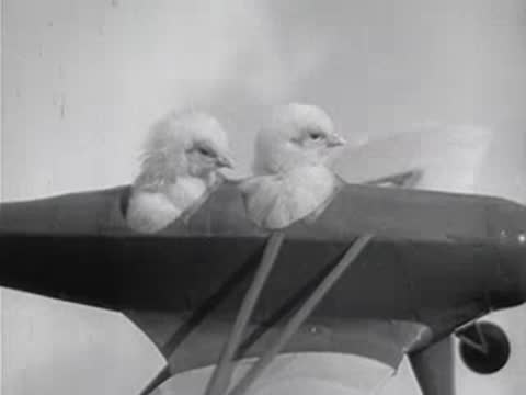 Close-up of two baby chicks looking around in airplane cockpit.