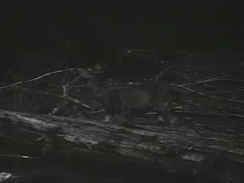 A small animal forages in the woods among fallen branches at night.