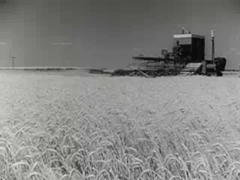 Combine harvester operating in a vast wheat field during harvest.
