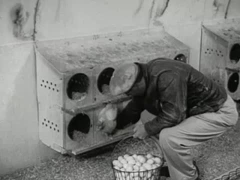 A worker in a farm collecting fresh eggs from nesting boxes into a basket